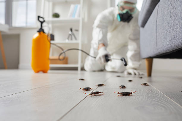 Commercial Rodent Management in Lake California